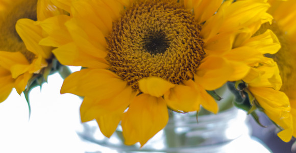 sunflowers (1 of 1)
